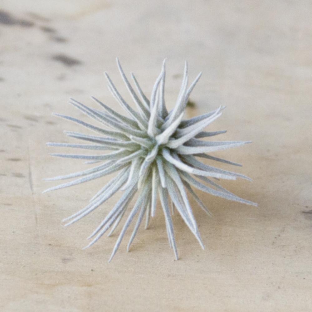 Air Plant - Faux