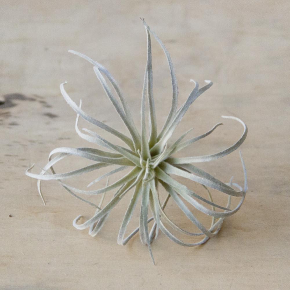 Air Plant - Faux