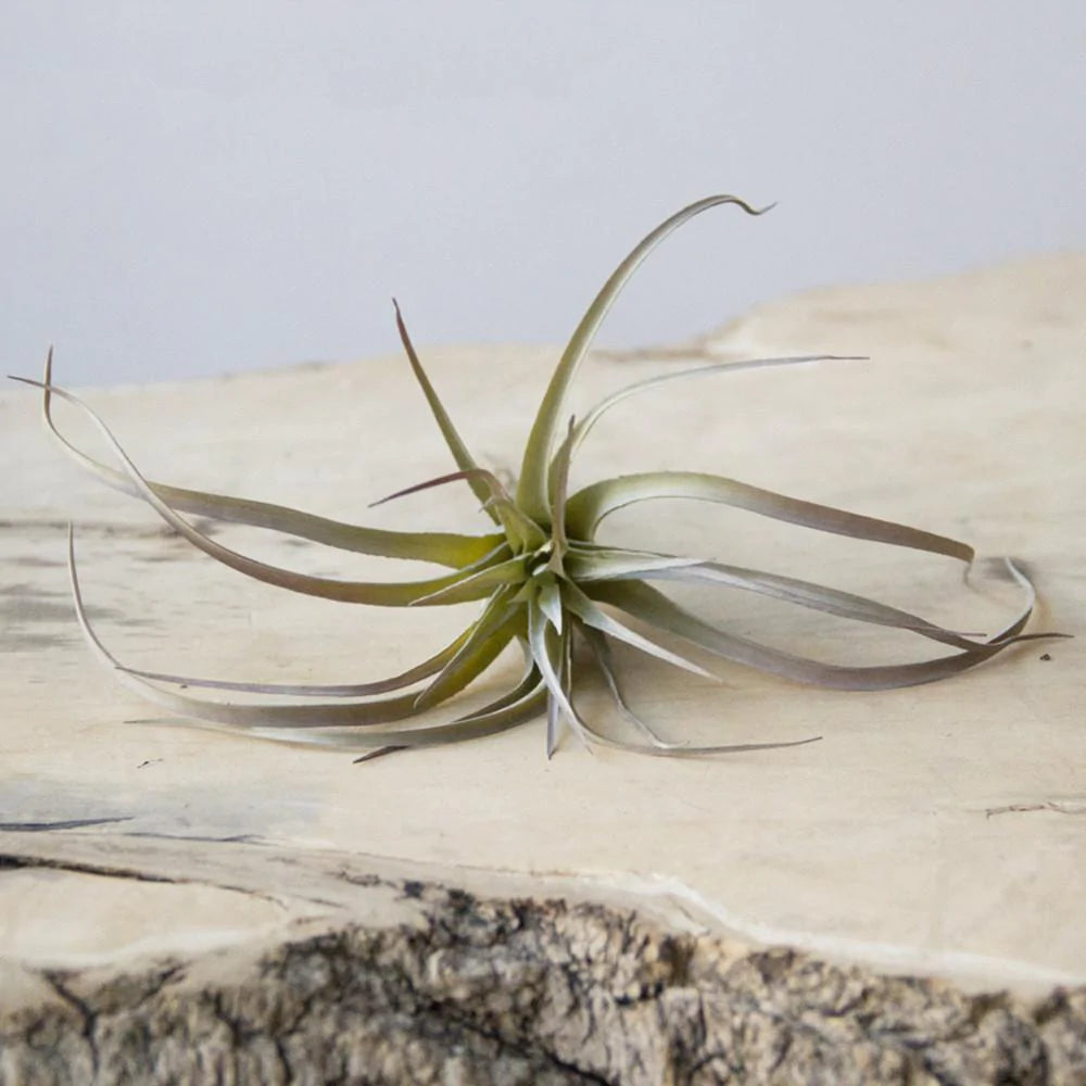 Air Plant - Faux