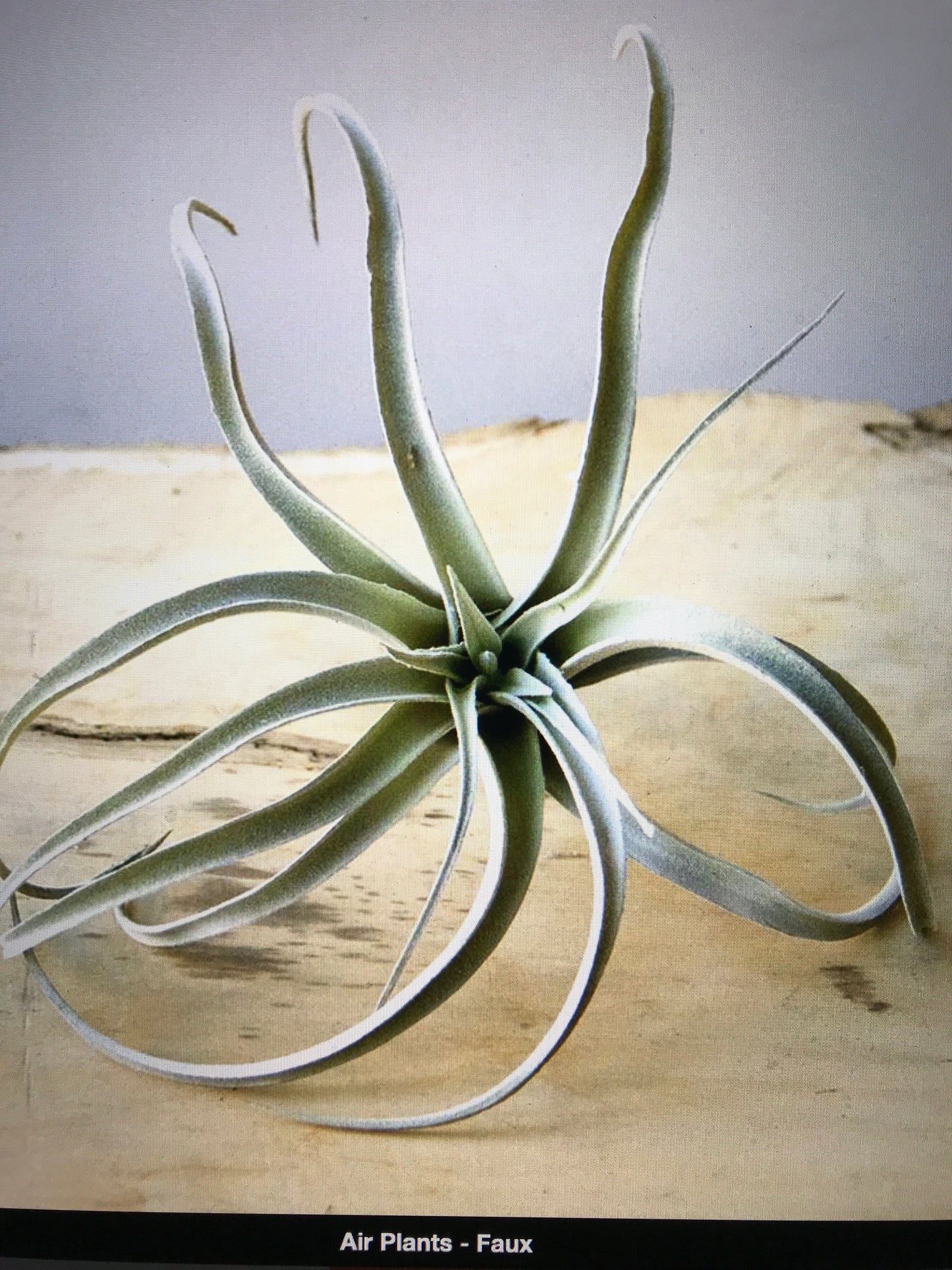 Air Plant - Faux