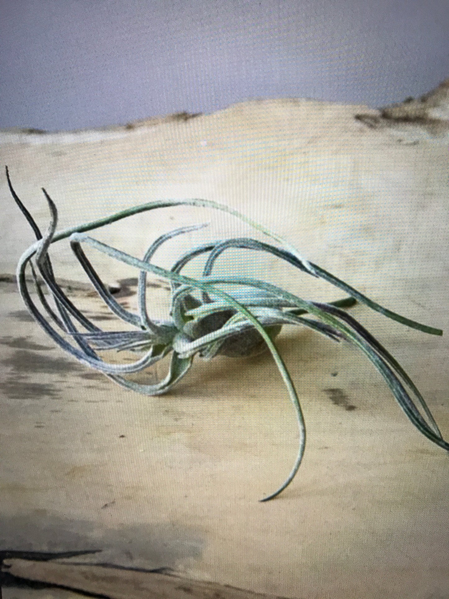 Air Plant - Faux