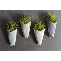 Air Plant Pottery Cone with Air Plant - 2 pc. set