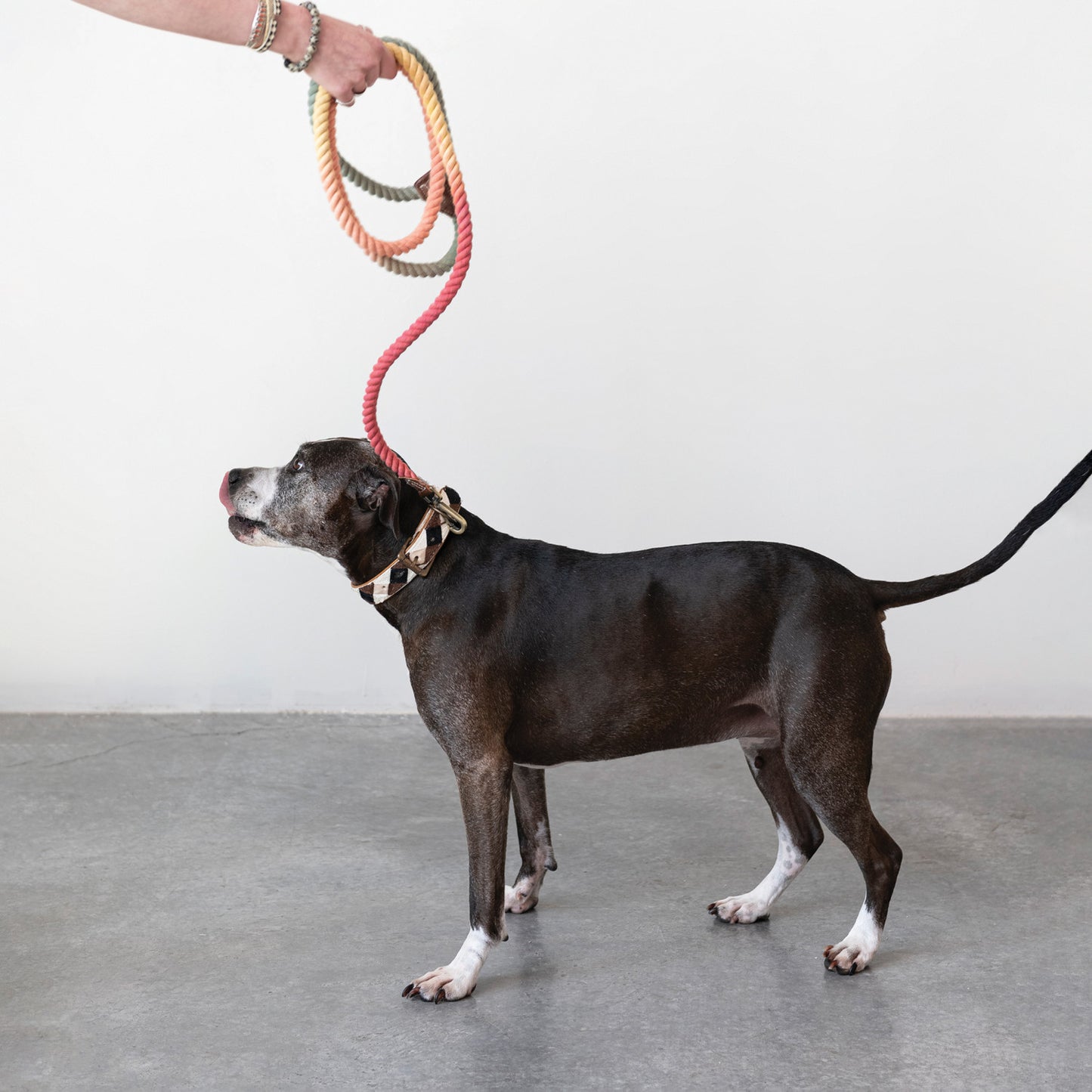 Ombre Rope & Leather Dog Leash