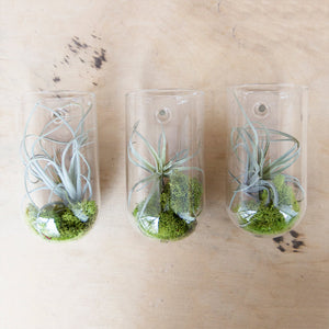 Glass Planter Wall Cup