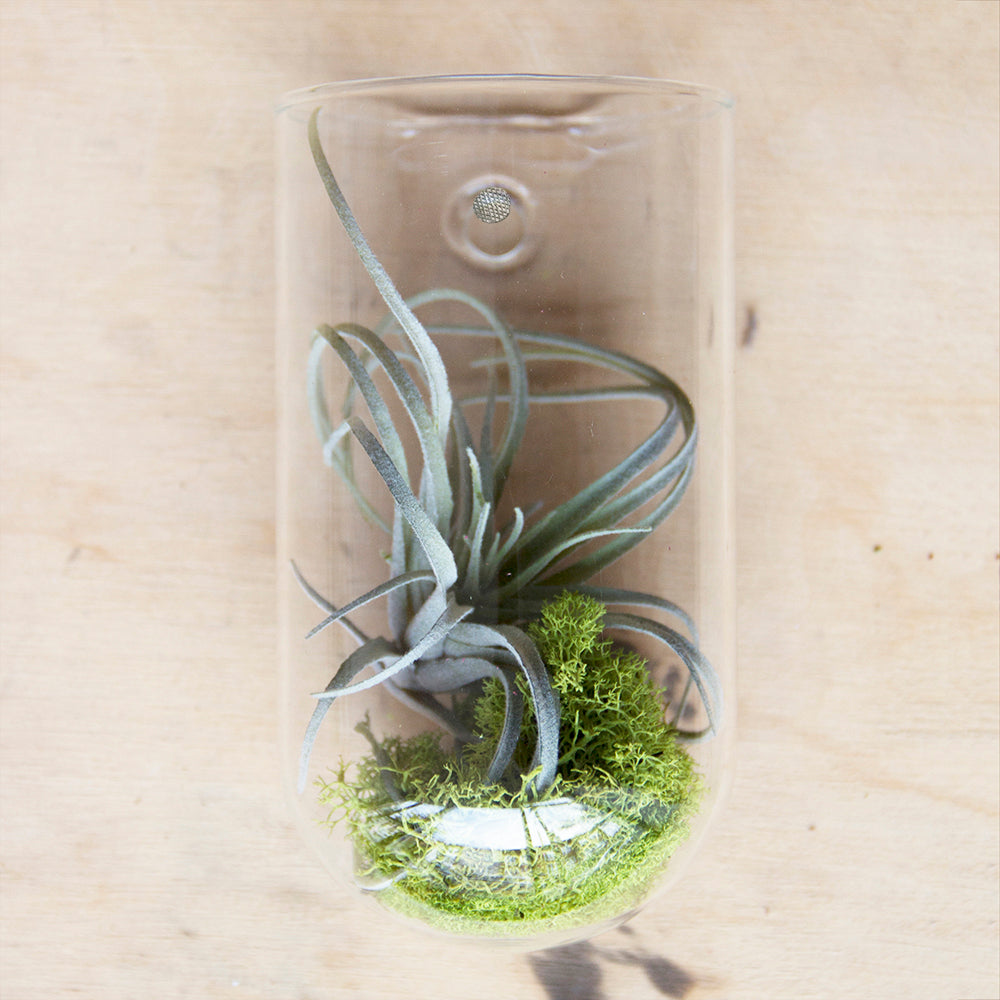 Glass Planter Wall Cup